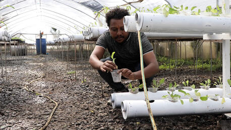 Behailu Abreha, who heads up a UNICEF-supported hydroponic farming pilot project in Tigray, Ethiopia, tends to plants growing without soil.