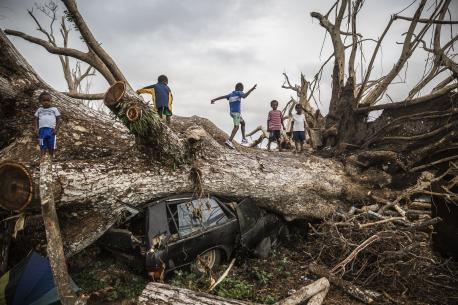 On 29 March 2015, children play on a fallen tree that came down during Cyclone Pam on 13 Marchs 2015 and has crushed a car on the outskirts of Port Vila in Vanuatu.