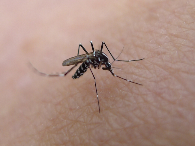 The Aedes aegypti mosquito carries the Zika virus.