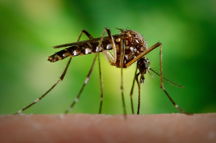 Aedes egypti is the primary species of mosquito that transmits the Zika virus