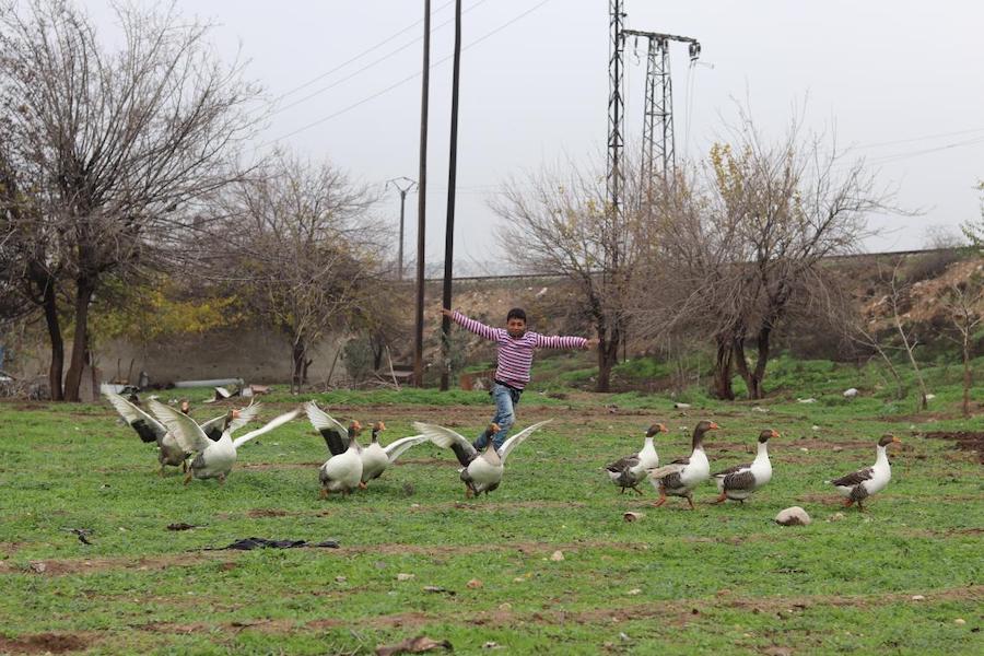 Mohammad, 13, runs around with the geese on the farm he works on in Karm Al- Nazha neighborhood of east Aleppo. Photo: UNICEF/ Syria 2018/ Khudr Al- Issa 