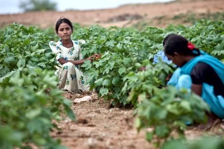 Reshmi, 12, worked in a cotton field in Karnatarka, India until a program implemented in conjunction with UNICEF helped her and other child laborers enroll in school. 