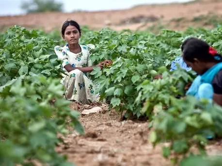 Reshmi, 12, worked in a cotton field in Karnatarka, India until a program implemented in conjunction with UNICEF helped her and other child laborers enroll in school. Reshmi, 12, worked in a cotton field in Karnatarka, India until a program implemented in conjunction with UNICEF helped her and other child laborers enroll in school.