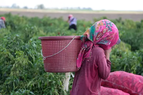 Amira works long hours in the fields in Turkey. Child labor poses a serious threat to children's wellbeing and development. unicef, unicef usa, child labor, exploitation of children, world day against child labor