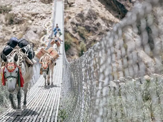 Mules carrying supplies including ready-to-use therapeutic food (RUTF) cross a suspension bridge in Nepal. 