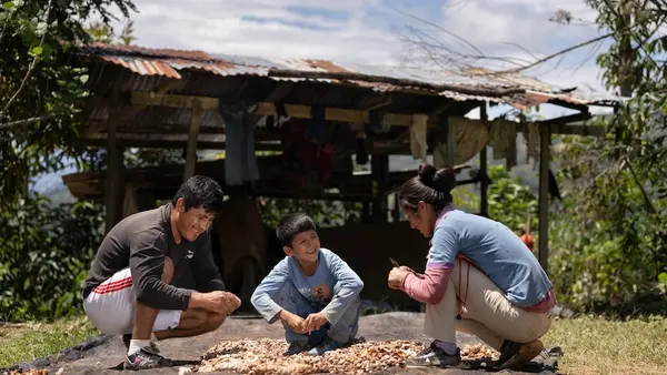 A young boy in Peru helps his parents with their cacao crop.