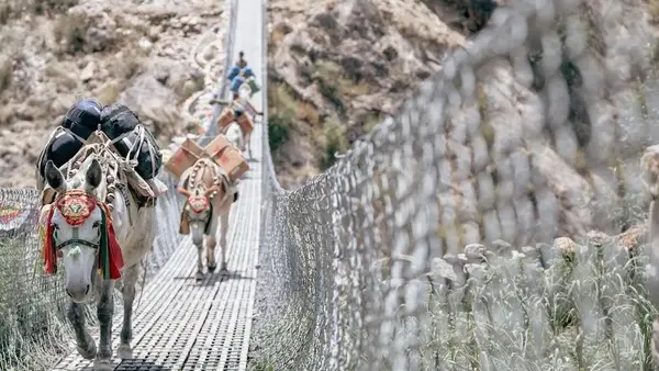 Mules carrying supplies including ready-to-use therapeutic food (RUTF) cross a suspension bridge in Nepal. 