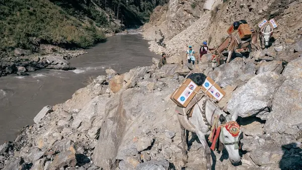 A caravan of mules navigates narrow, difficult paths through the rugged mountains of Dolpa District, Nepal transporting various supplies, including lifesaving ready-to-use therapeutic food (RUTF). 