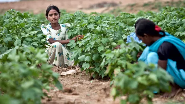 Reshmi, 12, worked in a cotton field in Karnatarka, India until a program implemented in conjunction with UNICEF helped her and other child laborers enroll in school. 