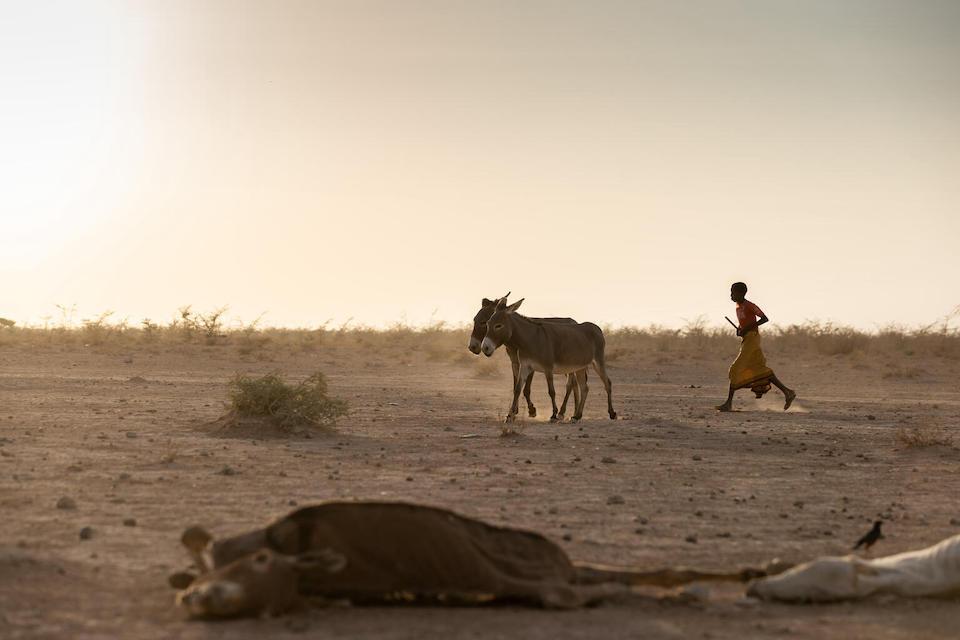 A young boy herds two donkeys by other animal carcasses in a drought-affected area of Ethiopia.