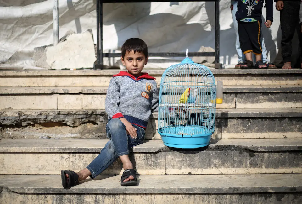 Forced to move with his family to Rafah City, in the south of the Gaza Strip, due to the continued hostilities, 6-year-old Fares refused to abandon his pet birds, so he brought them along..