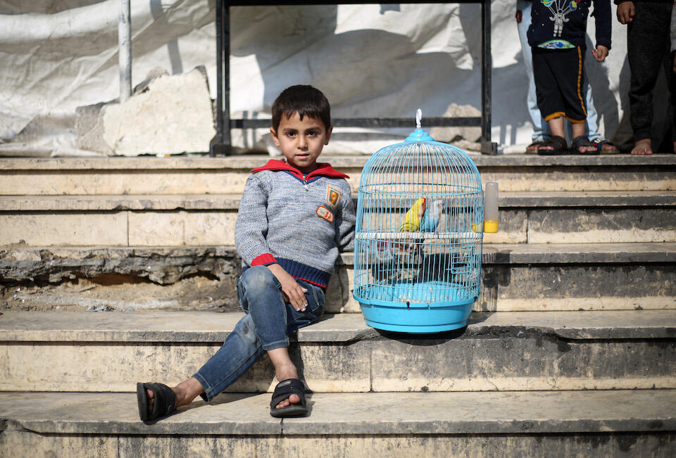 Forced to move with his family to Rafah City, in the south of the Gaza Strip, due to the continued hostilities, 6-year-old Fares refused to abandon his pet birds, so he brought them along.. 