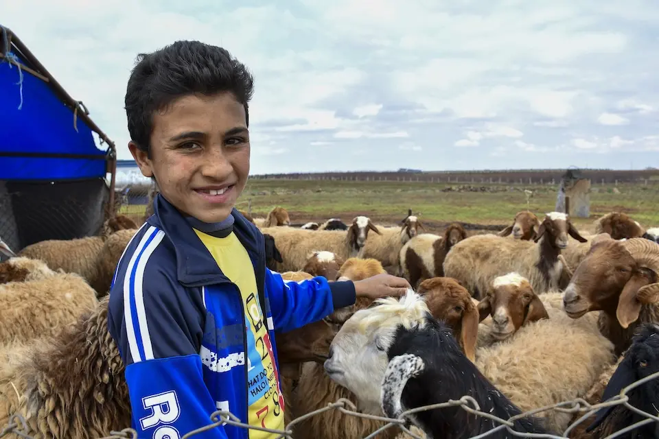 A boy stands near sheep in the camp where he lives with his family in rural Dar’a, Syria.