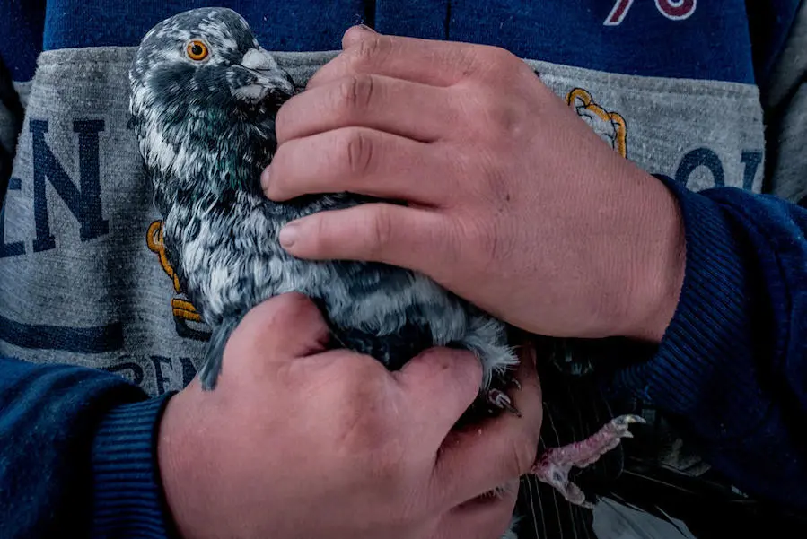 Person Holding Bird