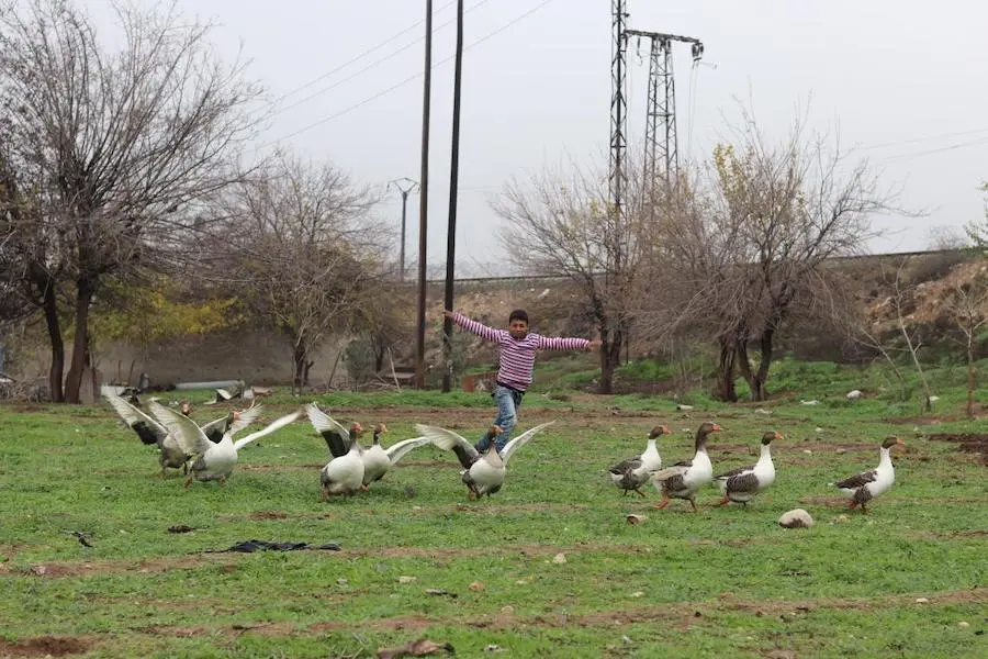 Mohammad, 13, runs around with the geese on the farm he works on in Karm Al- Nazha neighborhood of east Aleppo. Photo: UNICEF/ Syria 2018/ Khudr Al- Issa Mohammad, 13, runs around with the geese on the farm he works on in Karm Al- Nazha neighborhood of east Aleppo. Photo: UNICEF/ Syria 2018/ Khudr Al- Issa