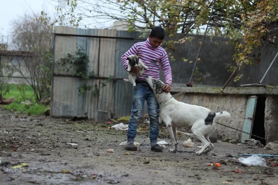 Mohammad, 13, plays with the family dog who is tasked with protecting them against strangers. Photo: UNICEF/ Syria 2018/ Khudr Al- Issa Mohammad, 13, plays with the family dog who is tasked with protecting them against strangers. Photo: UNICEF/ Syria 2018/ Khudr Al- Issa