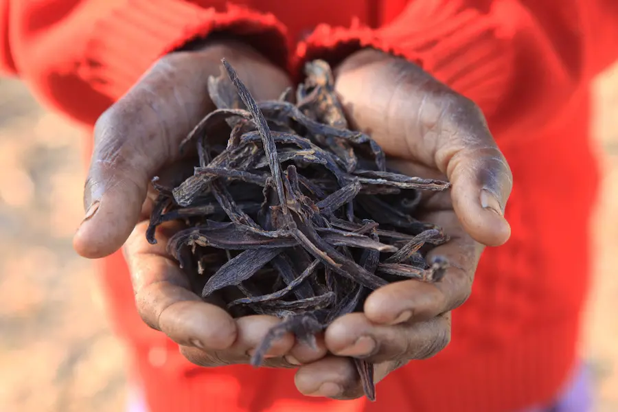 El Niño-induced drought in the country has devastated crops and destroyed livelihoods, and its toll on children’s well-being is only now starting to be felt. More than 4 million Zimbabweans. UNICEF