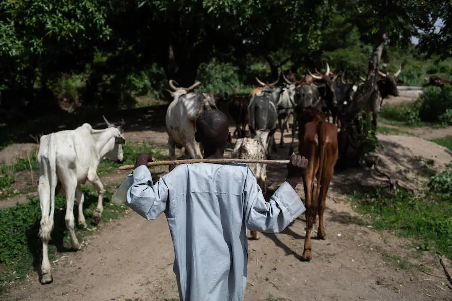Bouba, a survivor of a Boko Haram attack, herds cows for his foster family in the village of Baigaï, Cameroon and attends a UNICEF-supported "radio school" in his spare time. Bouba, a survivor of a Boko Haram attack, herds cows for his foster family in the village of Baigaï, Cameroon and attends a UNICEF-supported "radio school" in his spare time.