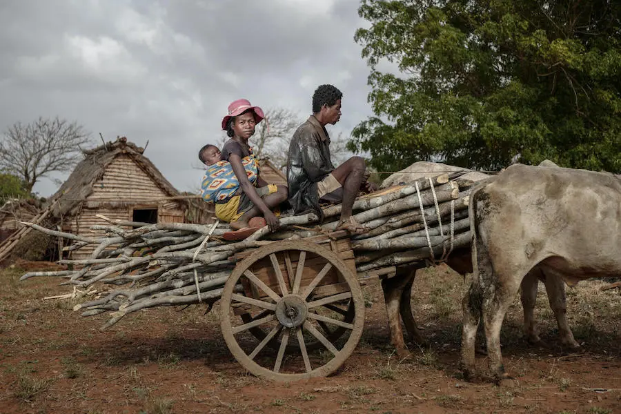 In drought-stricken, impoverished Androy region of Southern Madagascar, Vaha and her husband of Kobamirafo get by by renting a cart to bring firewood to the Ambovombe market to sell, splitting the proceeds with the cart's owner. In drought-stricken, impoverished Androy region of Southern Madagascar, Vaha and her husband of Kobamirafo get by by renting a cart to bring firewood to the Ambovombe market to sell, splitting the proceeds with the cart's owner.