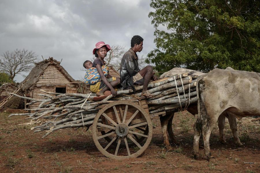 In drought-stricken, impoverished Androy region of Southern Madagascar, Vaha and her husband of Kobamirafo get by by renting a cart to bring firewood to the Ambovombe market to sell, splitting the proceeds with the cart's owner.