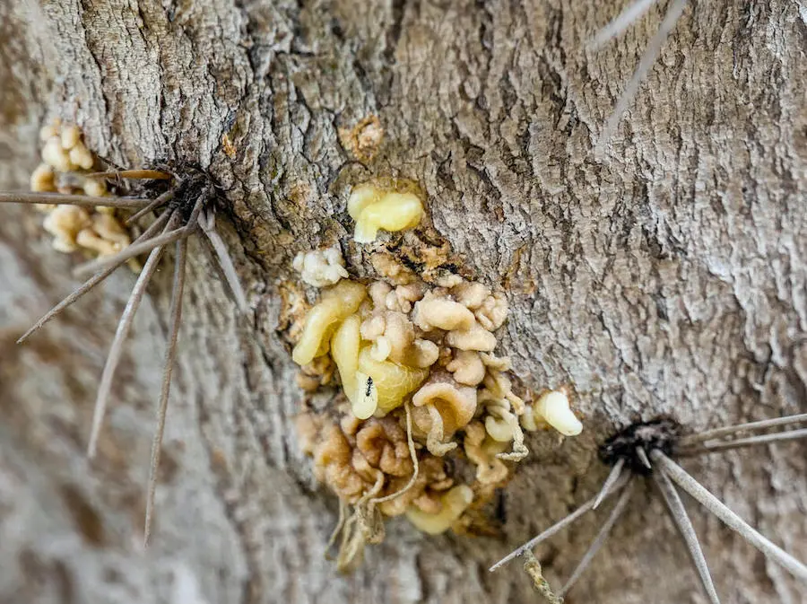 When food is scarce, children in southern Madagascar have been known to forage for cactus resin, which has little taste and is difficult to digest. When food is scarce, children in southern Madagascar have been known to forage for cactus resin, which has little taste and is difficult to digest.