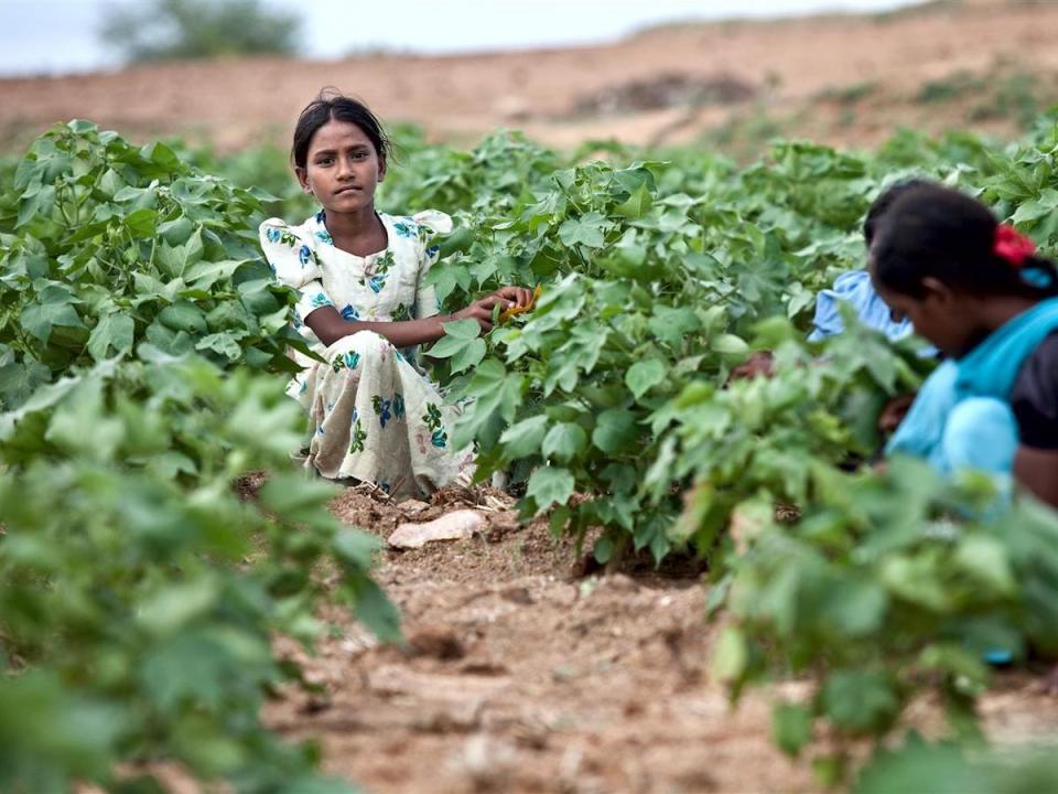 Reshmi, 12, worked in a cotton field in Karnatarka, India until a program implemented in conjunction with UNICEF helped her and other child laborers enroll in school. 