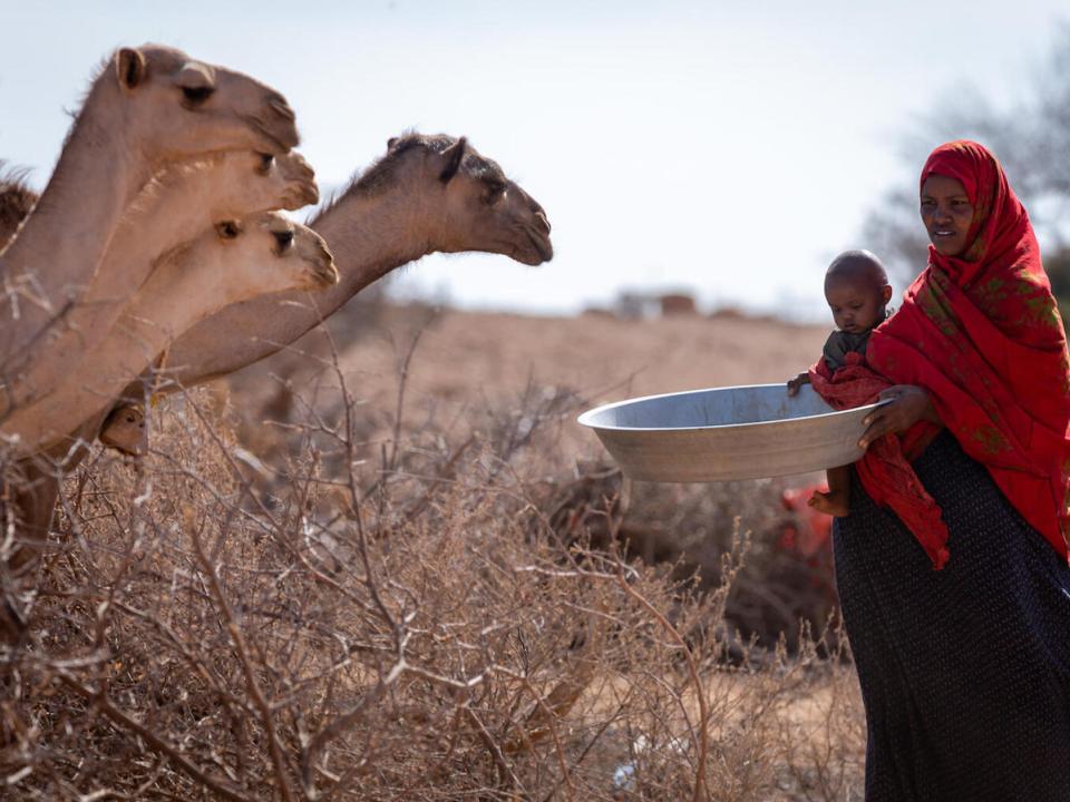 In Ethiopia's Somali region, Hafsa Bedel, mother of six, fears that she will lose more livestock in the coming months because of the long drought.