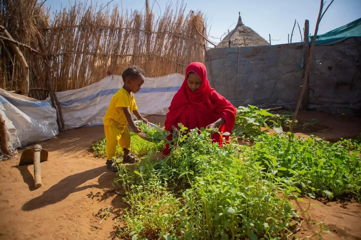 Ohag tends to her vegetable garden with help from one of her children at home in Amara village, Refee Kassala locality, Sudan.