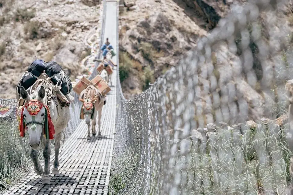 Mules carrying supplies including ready-to-use therapeutic food (RUTF) cross a suspension bridge in Nepal. 