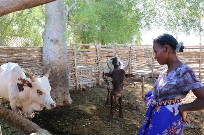 Gertrude Tsangambelo of southern Madagascar with the livestock she was able to buy with UNICEF cash assistance.