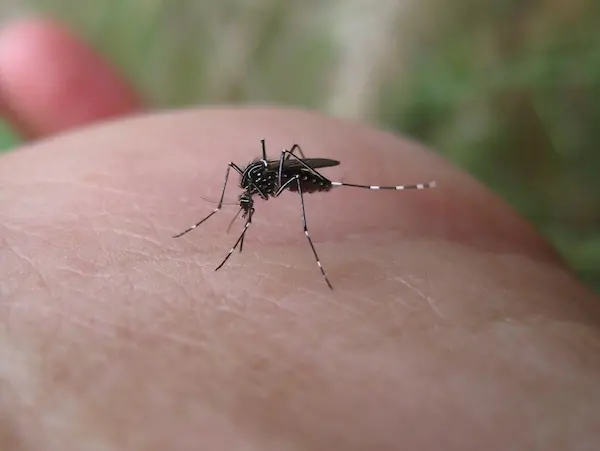Aedes aegypti, is responsible for the transmission of most Zika cases.