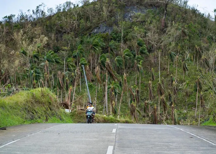 More than a week after Super Typhoon Rai battered Dinagat Island, the grass has started to grow and the trees that managed to stay upright have sprouted new leaves. It may take years, however, for the coconut trees to recover and bear fruit again. More than a week after Super Typhoon Rai battered Dinagat Island, the grass has started to grow and the trees that managed to stay upright have sprouted new leaves. It may take years, however, for the coconut trees to recover and bear fruit again.