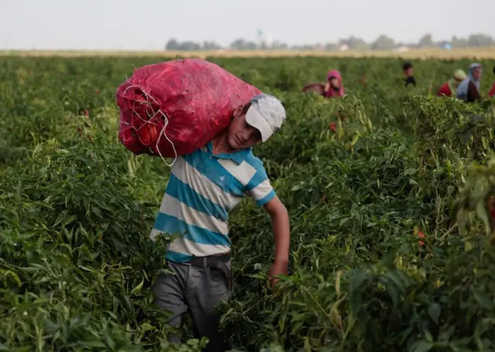 Ibrahim, 13, is a seasonal agricultural child worker from Sanliurfa, Turkey. 