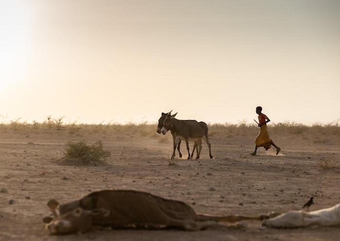 At dusk on January 21, 2022, in Gebi’as village, Somali region, Ethiopia, sixth grader Abdurazak Mohammed takes his donkeys back home. His school is now closed due to the drought.