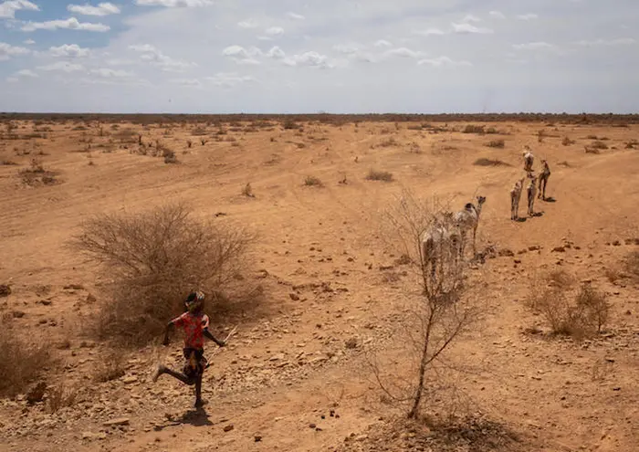 10-year-old Bukhari Aden runs after his family's camels after the animals have found water near Beda’as kebele, Shebele zone, Somali region on January 18, 2022. 10-year-old Bukhari Aden runs after his family's camels after the animals have found water near Beda’as kebele, Shebele zone, Somali region on January 18, 2022.