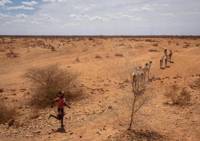 10-year-old Bukhari Aden runs after his family's camels after the animals have found water near Beda’as kebele, Shebele zone, Somali region on January 18, 2022. 