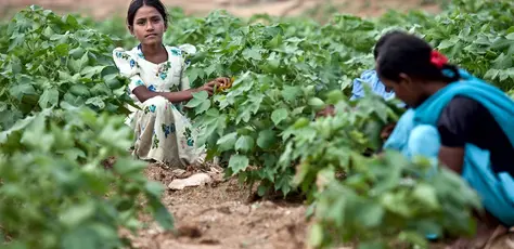 Women in Crop Field